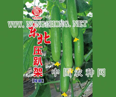 东北压趴架